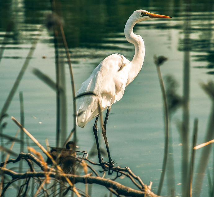 ECOLOGÍA Y REGENERACIÓN02